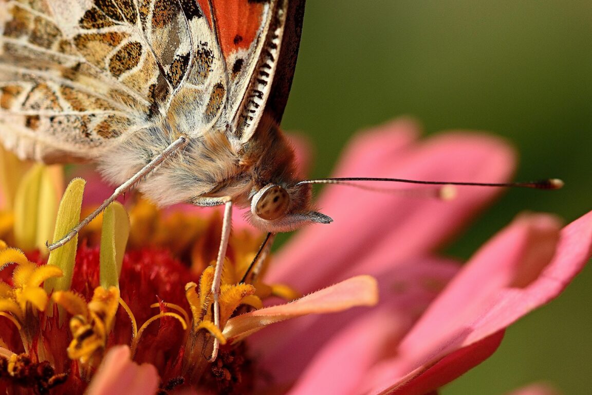 The Vibrant Painted Lady Butterfly A Photographic Guide » Butterflypack