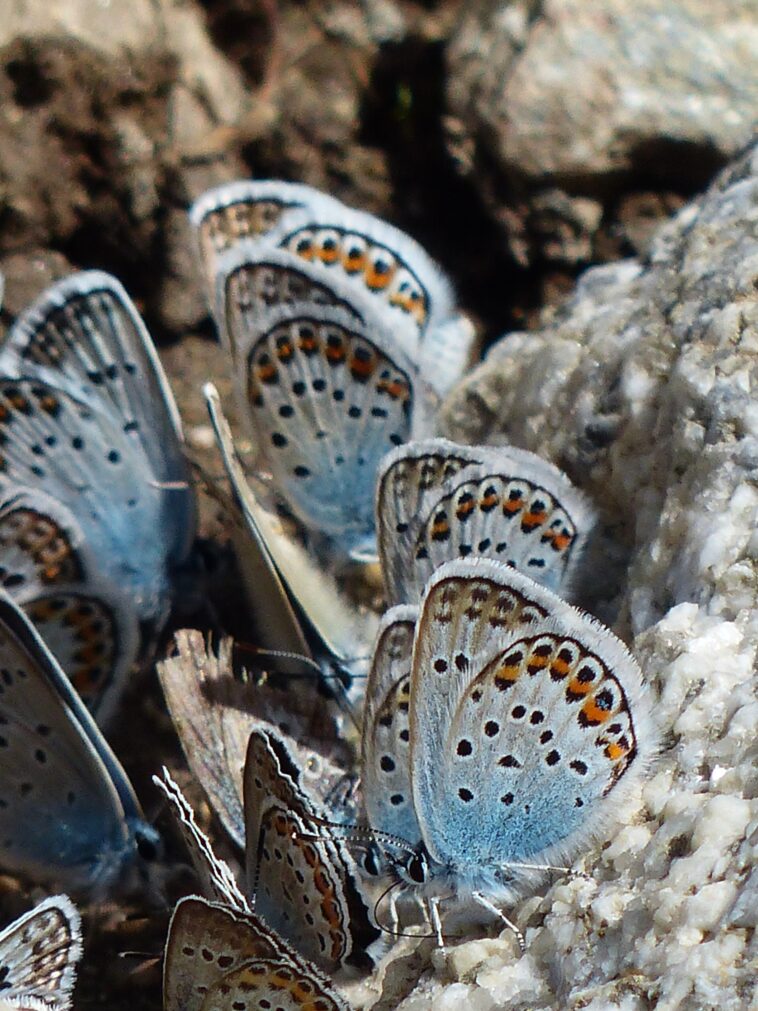 Butterflies Mating How It Happens How Do Butterflies Mate Butterflypack 3080