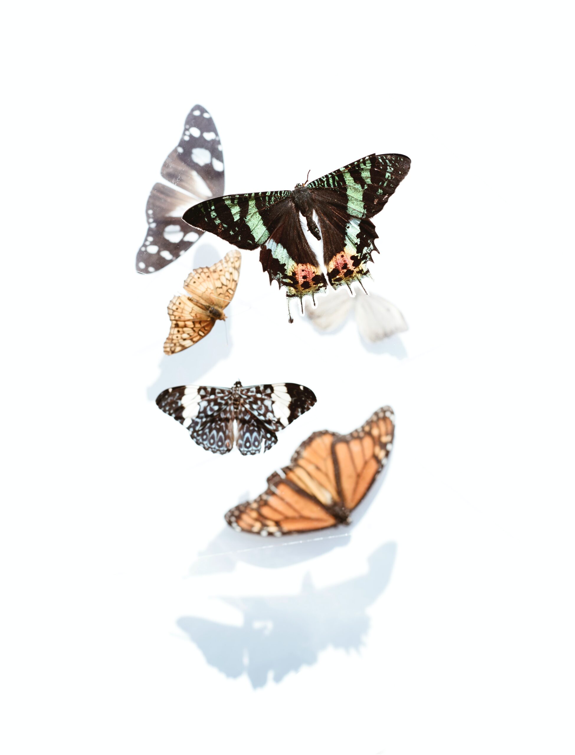 Butterflies Mating: How it Happens (How Do Butterflies Mate ...