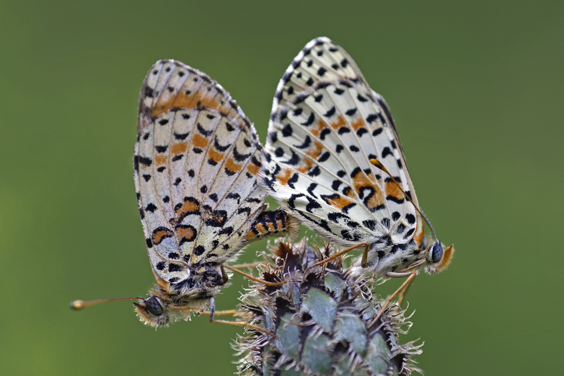 butterfly sexual position