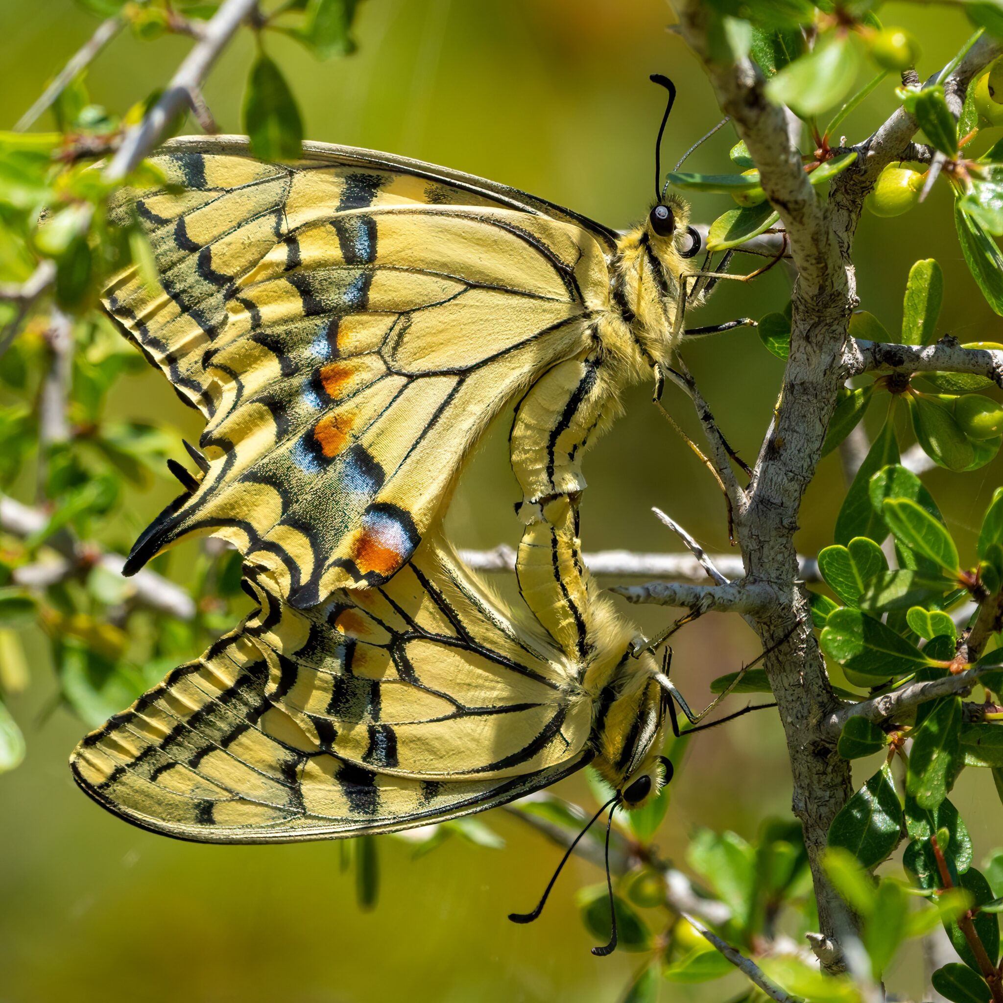 Swallowtail Butterflies: What Do They Eat