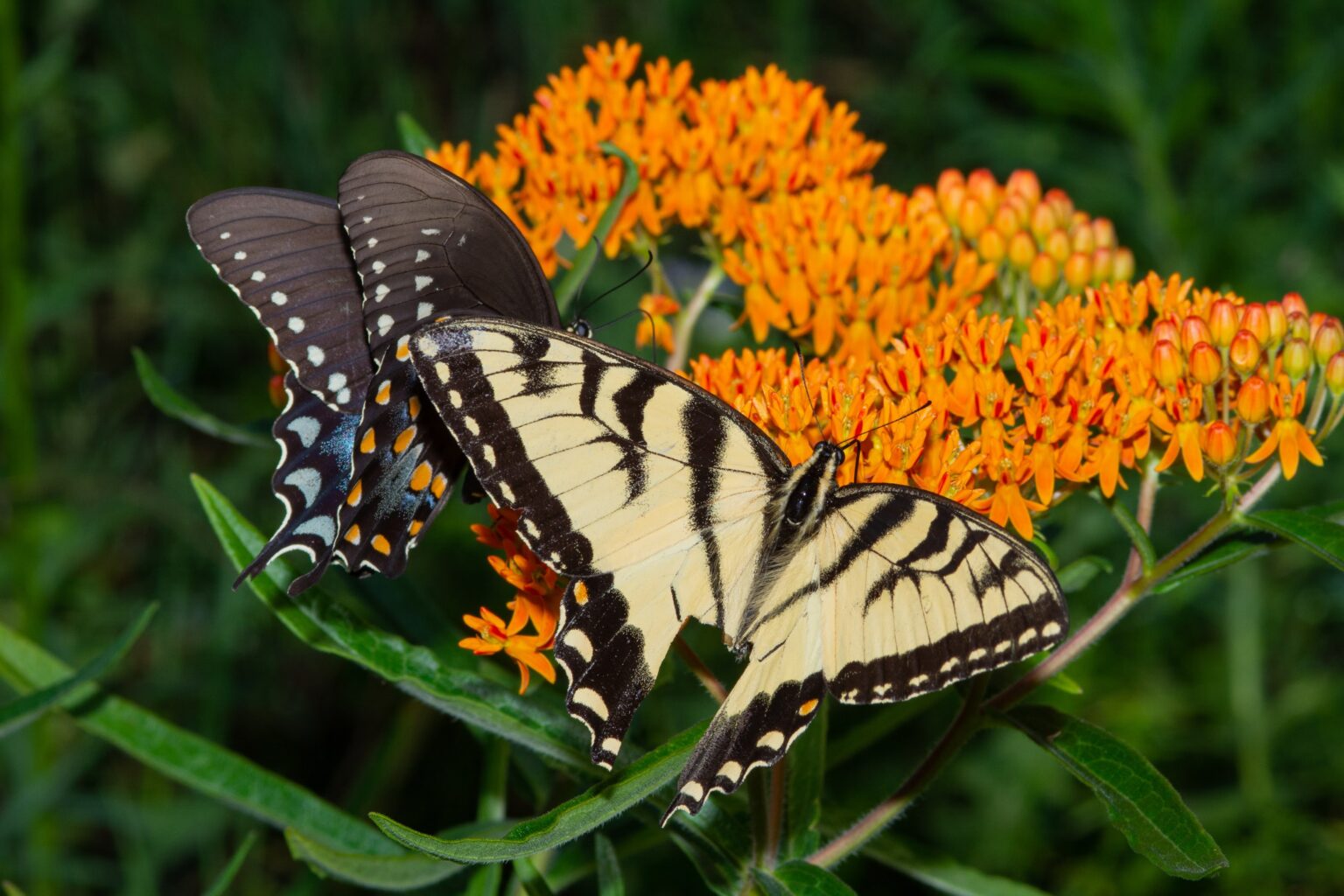 Swallowtail Butterflies: What Do They Eat? » Butterflypack